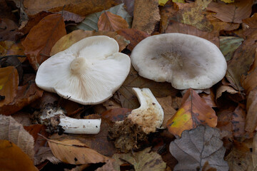 Edible mushroom Clitocybe nebularis in the leaves. Known as Cloudy Clitocybe or Cloudy funnelcap....