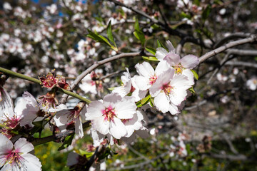 A vibrant scene of spring with a full bloom of pink almond blossoms against a backdrop of green shrubbery