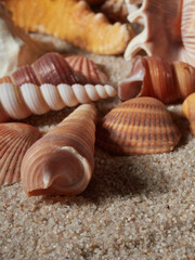 Seashell on clean sand of beach. Close up, beach sand texture. Beach sand texture in summer sun. banner             