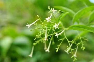Arum dalu or Cestrum nocturnum night blooming jasmine flower close-up