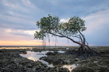 Fototapeta na wymiar Scenic mangrove trees at the rocky coast of Neil or Swaraj dweep island in Andaan and Nicobar archipelago in the warm light of sunset