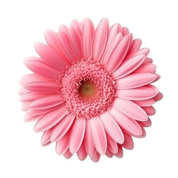 Photo realistic overhead single flowerhead of a gerbera daisy isolate on transparency background png 