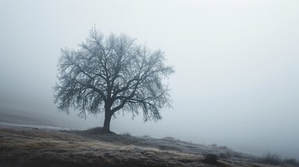  a lone tree in a foggy field with no leaves on the tree and no leaves on the grass on the ground.
