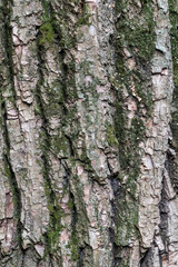 Bark texture and background of a old tree trunk. Detailed bark texture.