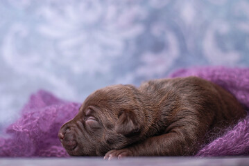 little newborn chocolate pitbull puppy