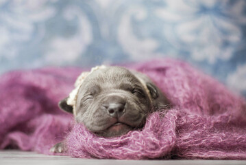 little newborn blue pitbull puppy