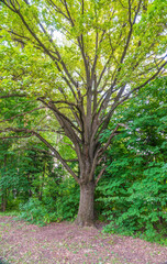 Old big oak tree in summer park