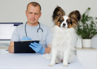 Papillon dog sitting on the table with vet in clinic