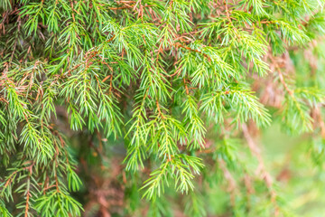 Bright green juniper branches illuminated by the sun. Juniper bush in autumn.