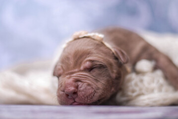 little newborn chocolate pitbull puppy