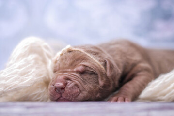 little newborn chocolate pitbull puppy