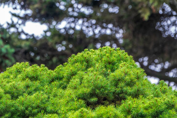 Fir branches with in the sunset light. Background of Christmas tree branches.