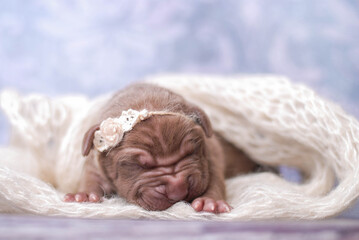 little newborn chocolate pitbull puppy