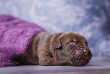 little newborn chocolate pitbull puppy