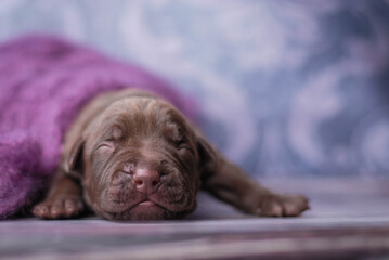 little newborn chocolate pitbull puppy