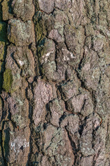 The texture of the birch bark. Birch bark background