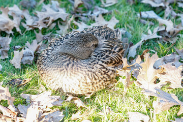 Duck