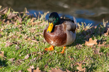 Duck