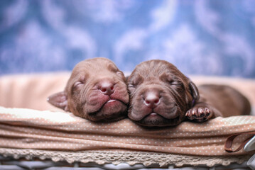 
small newborn pitbull puppies in a basket