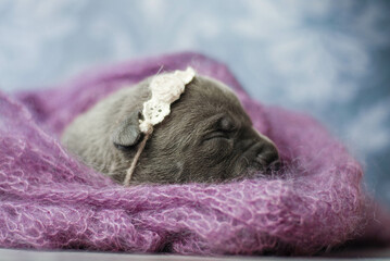little newborn blue pitbull puppy
