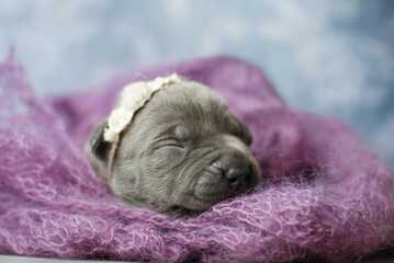 little newborn blue pitbull puppy