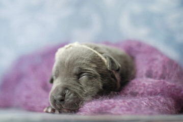 little newborn blue pitbull puppy