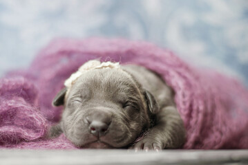 little newborn blue pitbull puppy