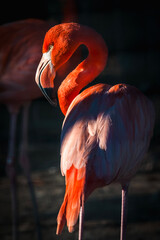 Flamingo 6