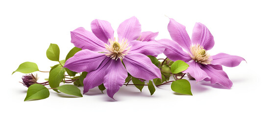 A clematis flower with green leaves on a white background. Elegant White Background Clematis Flowed