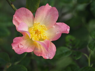 バラ　アレキサンドラローズ