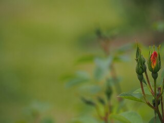 Obraz premium バラ アレキサンドラローズ つぼみ