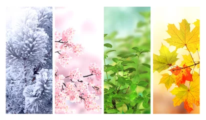 Zelfklevend Fotobehang Four seasons of year. Set of vertical nature banners with winter, spring, summer and autumn scenes. Nature collage with seasonal scenics © frenta