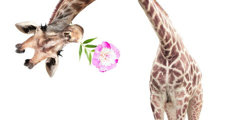 Giraffe face head hanging upside down. Curious gute giraffe with flower peeks from above. Gift for...