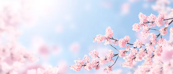 Poster Horizontal banner with sakura flowers of pink color on sunny backdrop. Beautiful nature spring background with a branch of blooming sakura. Sakura blossoming season in Japan © frenta