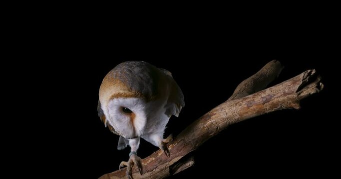 Barn owl (tyto alba) standing on a big wooden perch stick isolated on a black background