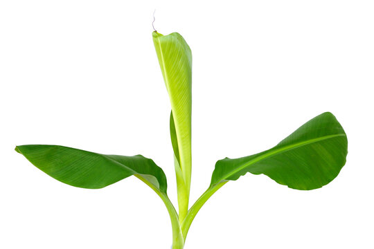 Young banana tree on white background.