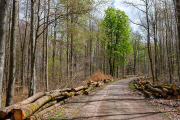Route forestière bordée de troncs coupés