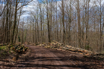 Route forestière bordée de troncs coupés