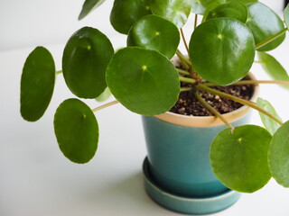 丸い葉っぱ　ピレア・ペペロミオイデス