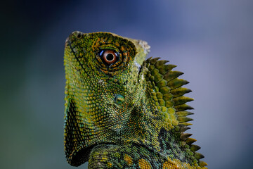 Dragon forest lizard on a branch