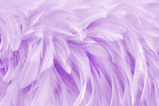 Purple pastel color bird feather pattern texture for background and design.