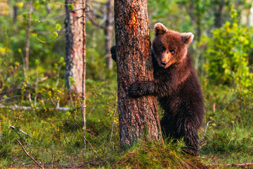 brown bear cub © Artem