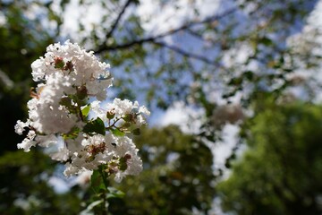 白いサルスベリの花