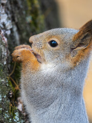 The squirrel with nut sits on a branches in the spring or summer. Portrait of the squirrel close-up