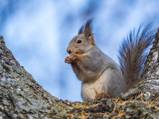 The squirrel with nut sits on tree in the autumn. Eurasian red squirrel, Sciurus vulgaris.