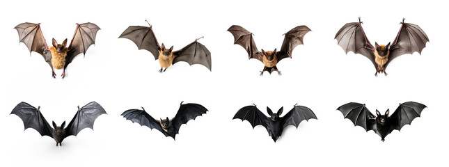 3d bat isolate on transparency background png 
