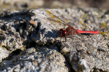Detail of red dragonfly standing on a rock.