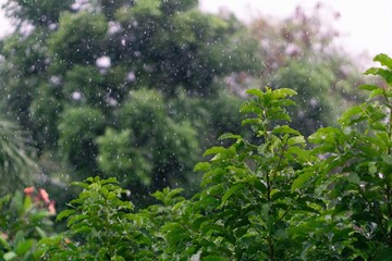nature fresh green leaf branch under havy rain in rainy season. Summer rain in lush green forest,...