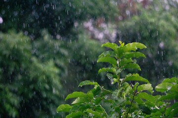 nature fresh green leaf branch under havy rain in rainy season. Summer rain in lush green forest,...