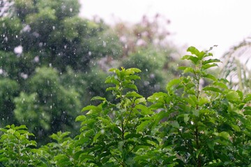 nature fresh green leaf branch under havy rain in rainy season. Summer rain in lush green forest, with heavy rainfall background. Raining shower drop on leaf tree